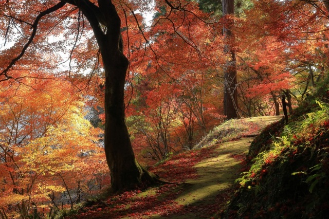 紅葉スポット一覧