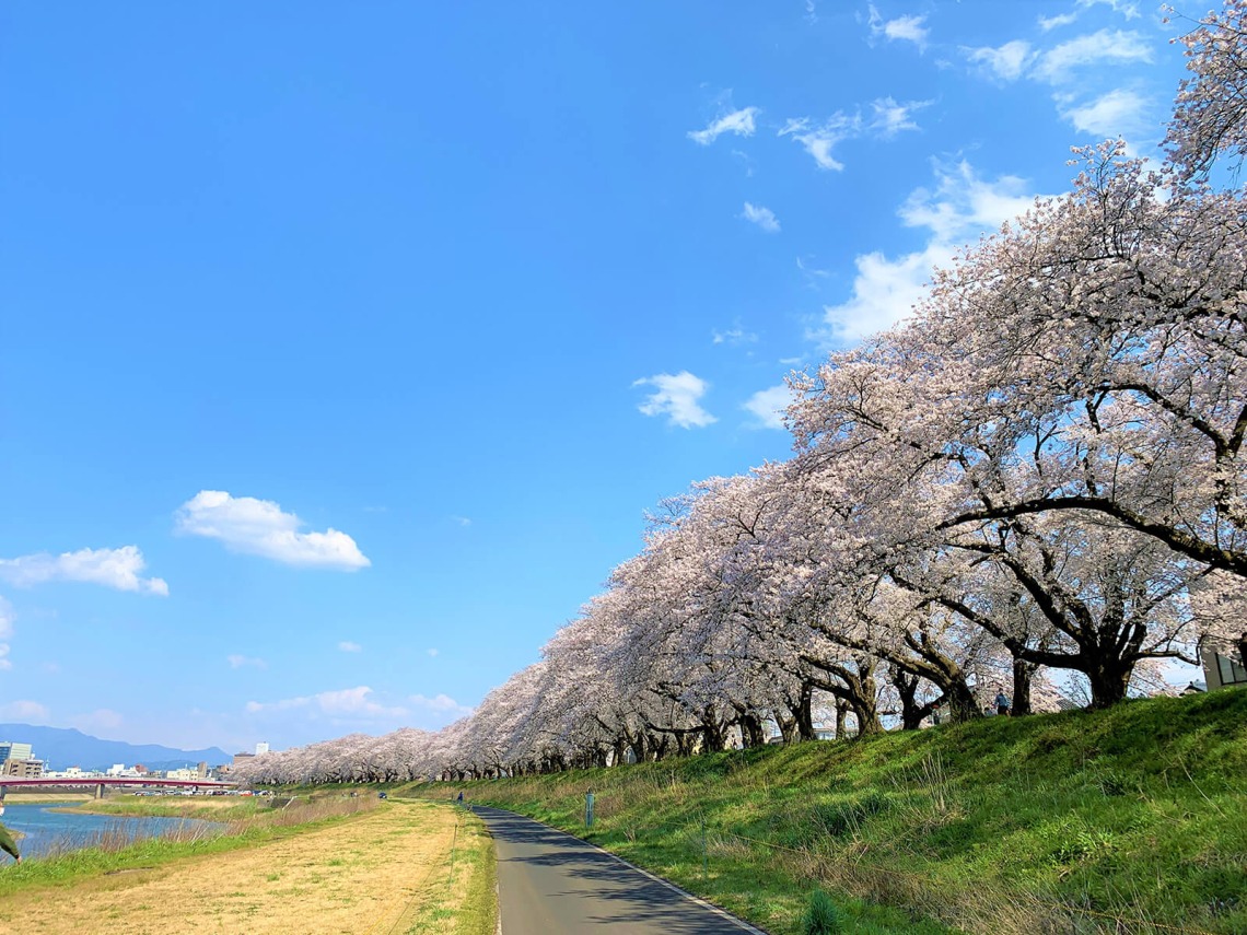 桜の開花情報