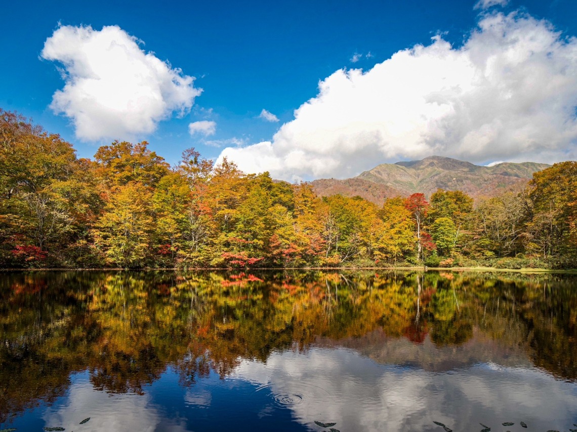 紅葉の見ごろ情報