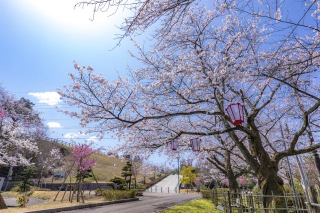 松岡公園の桜