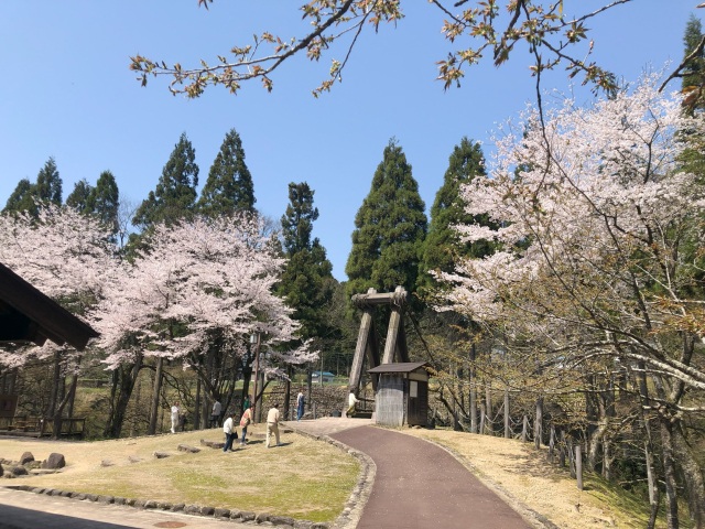 かずら橋のソメイヨシノと御衣黄（ぎょいこう）