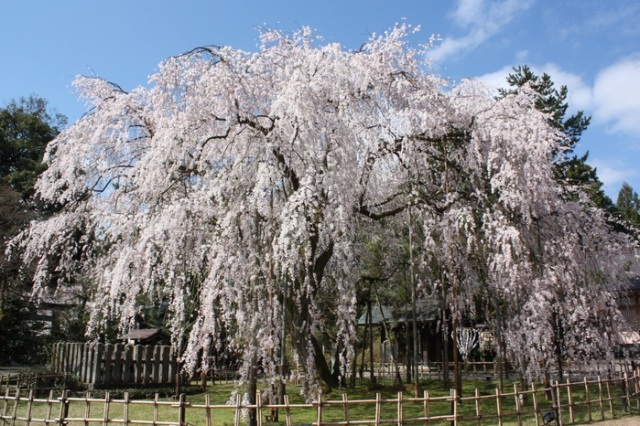 足羽山公園