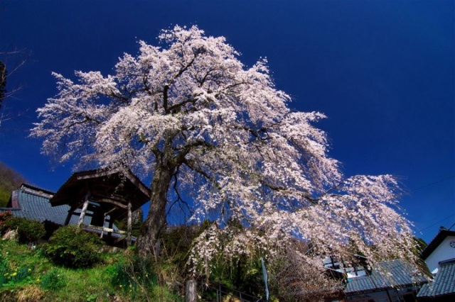 法華寺のしだれ桜