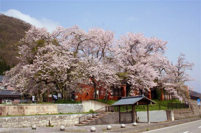 陶の谷駅跡の桜