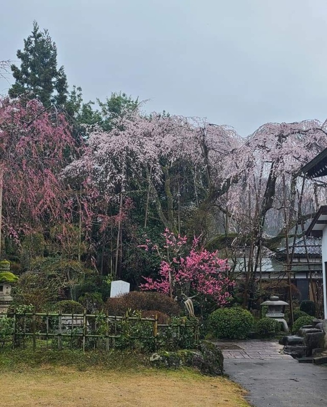 興行寺のしだれ桜