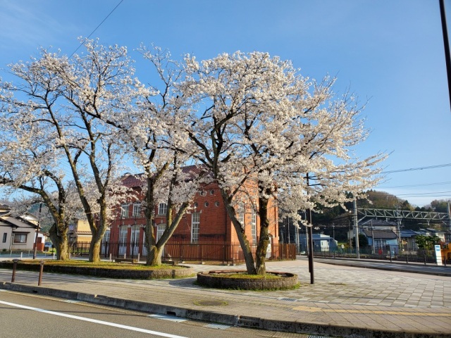 えちぜん鉄道永平寺口駅前の桜