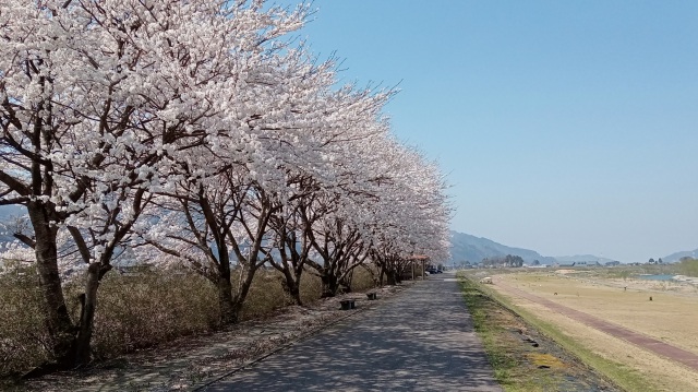 中島河川公園の桜