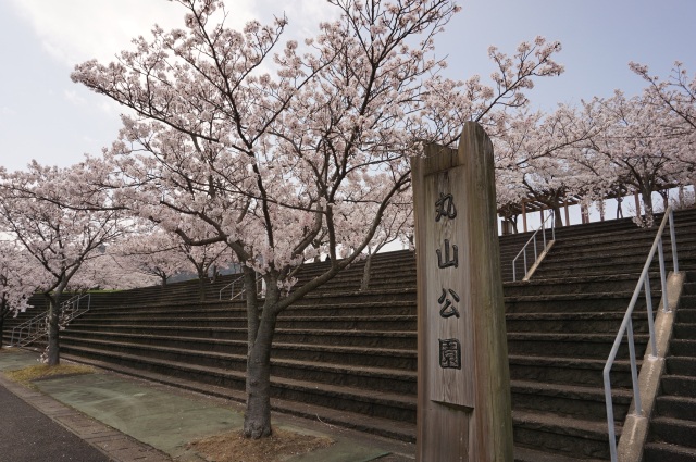 丸山公園の桜