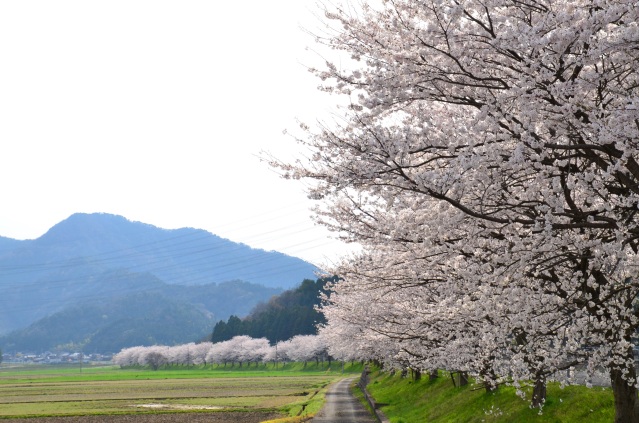 佐分利街道の桜