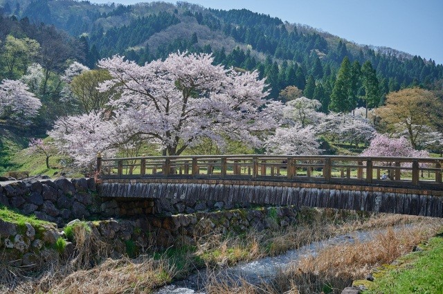 一乗谷朝倉氏遺跡の橋・桜