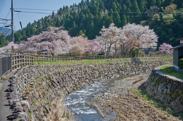 一乗谷朝倉氏遺跡・春・桜