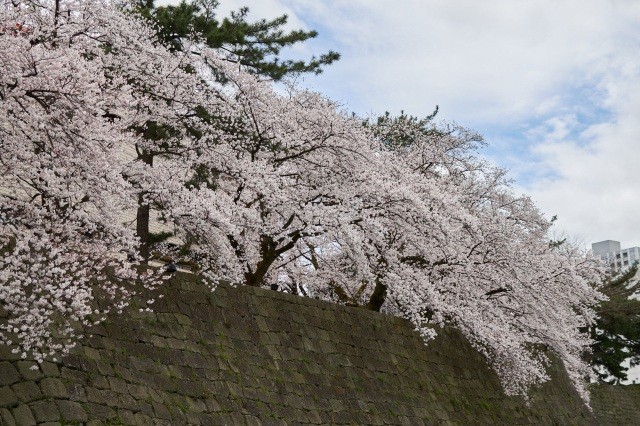 福井城址
