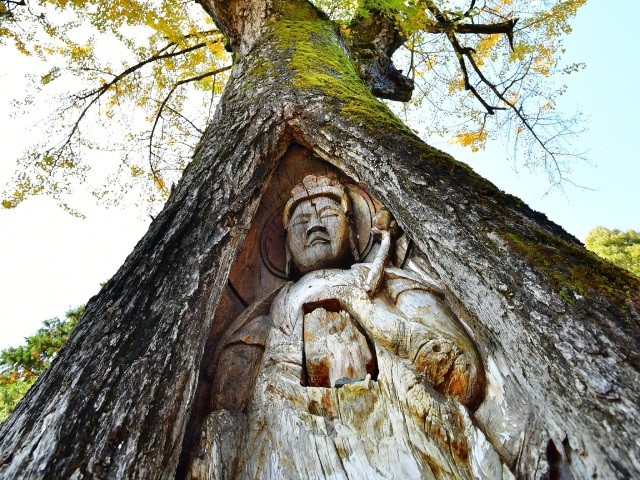 諦応寺(諦應寺)の銀杏観音