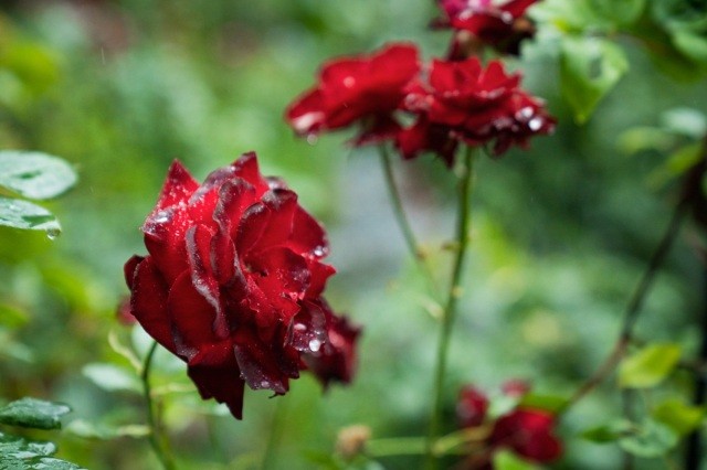 大安禅寺で育てられているバラの花