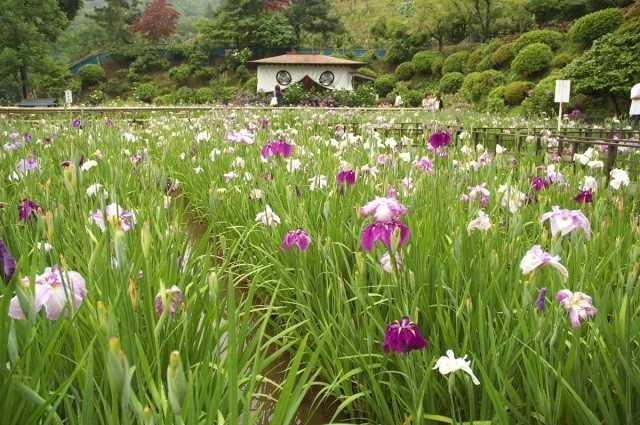 大安禅寺の花しょうぶ園
