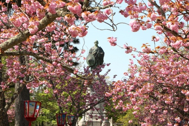 寒緋桜・河津桜・八重桜と楽しめます。