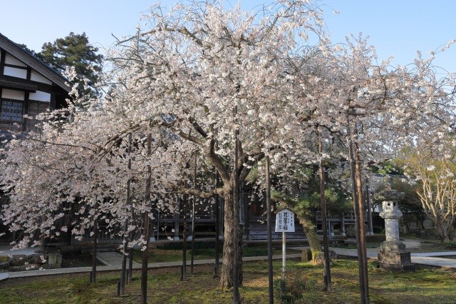 城福寺