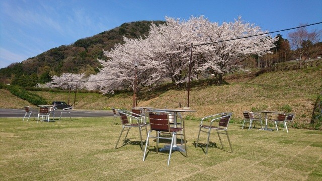 ガラガラ山キャンプ場の桜