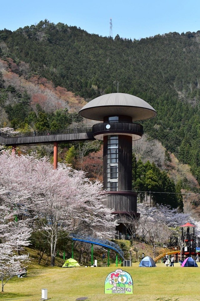 きのこの森