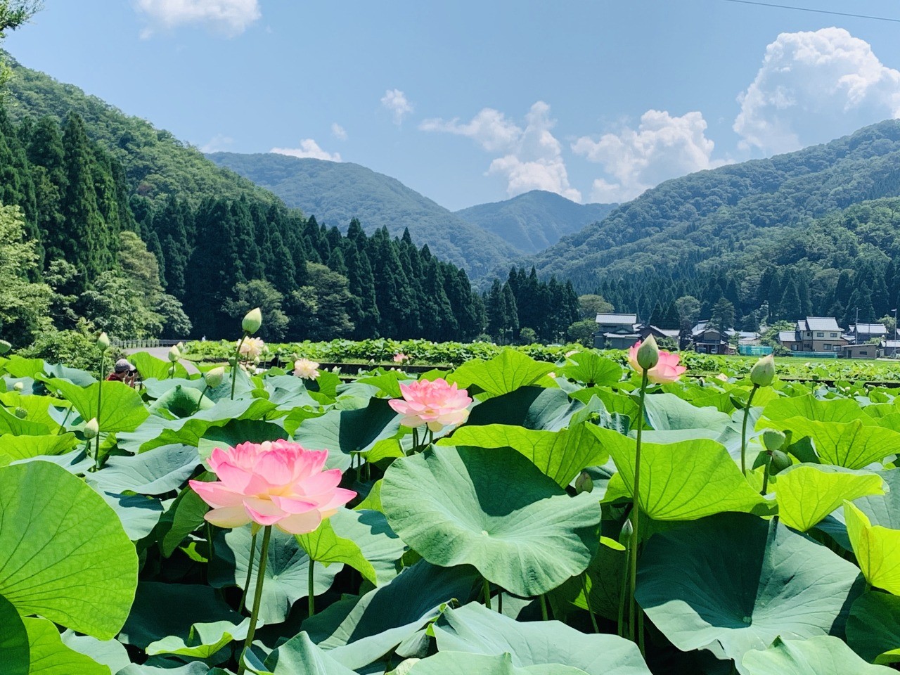 花はす公園 観光スポット 公式 福井県 観光 旅行サイト ふくいドットコム