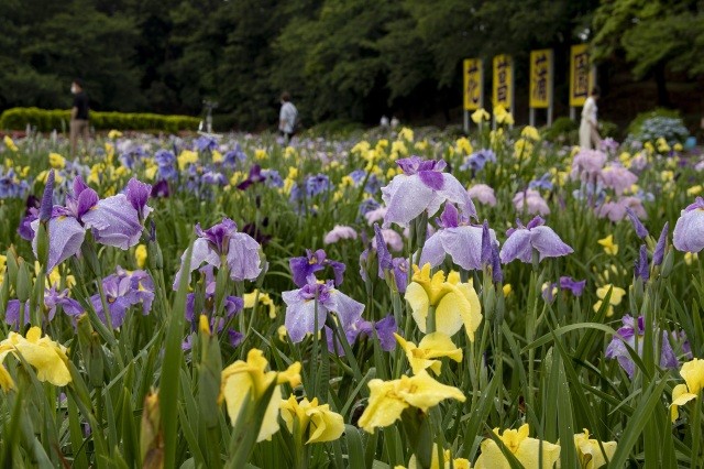 北潟湖畔花菖蒲園