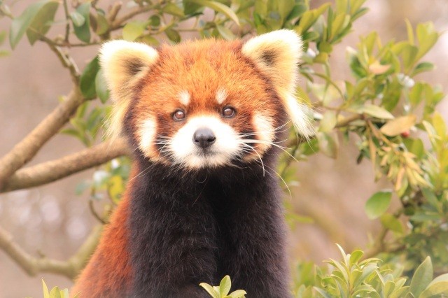 西山動物園