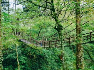 かずら橋