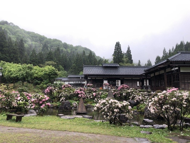 しゃくなげの見頃は例年5月中旬頃