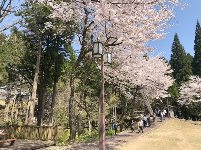 桜の見頃は例年4月中旬頃（2022年4月12日撮影）
