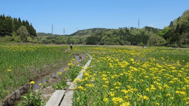 中池見湿地(中池見人と自然のふれあいの里)