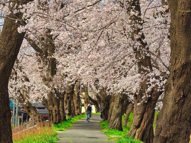 足羽川桜並木
