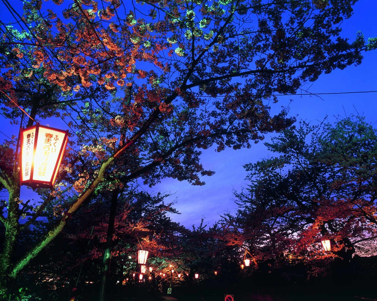 足羽山　花見ぼんぼり
