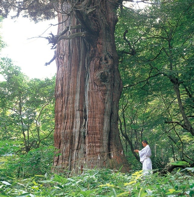 稲荷の大杉