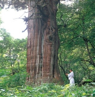 The Great Cedar of Inari