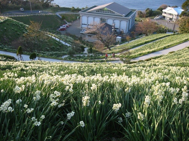 越前岬水仙ランド