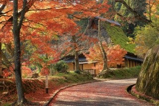 Parc Kakyo (cerisier Usuzumi Sakura)