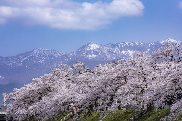 勝山弁天桜