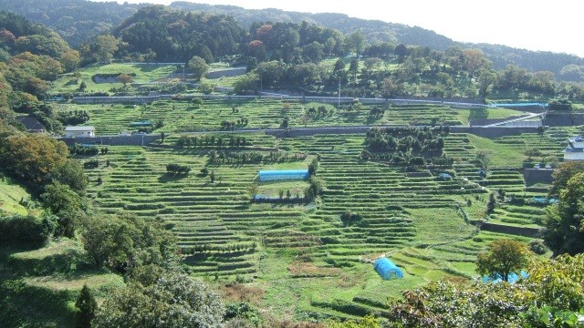 梨子ヶ平千枚田水仙園（越前水仙群生地）