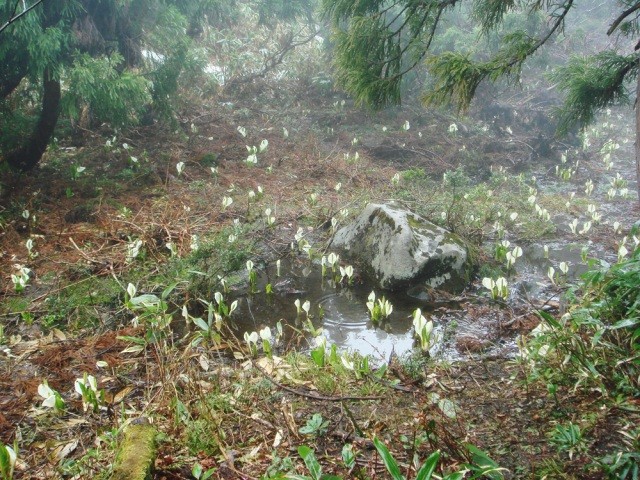 取立山　水芭蕉