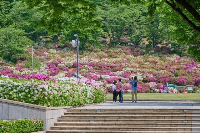 西山公園のツツジ