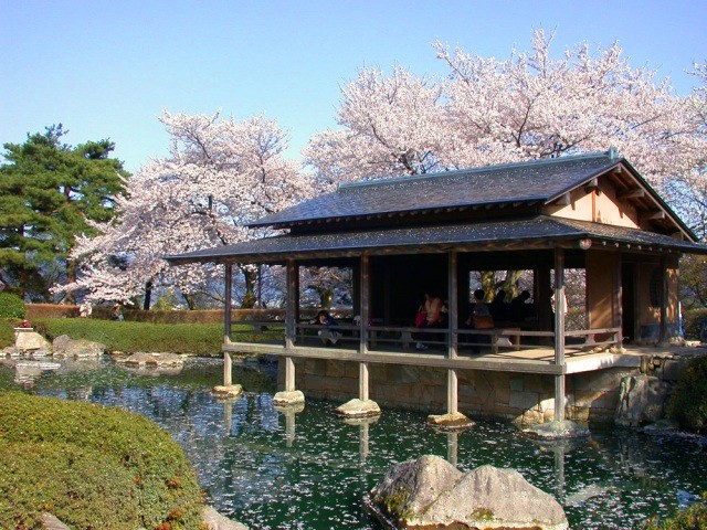 西山公園の桜