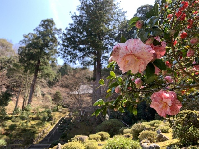 萬徳寺の五色椿