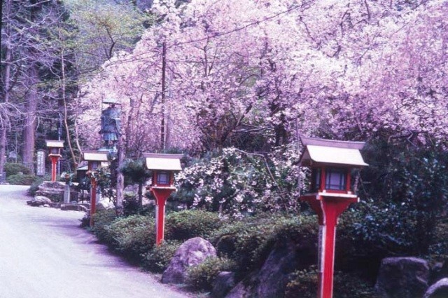 三方石観世音のしだれ桜