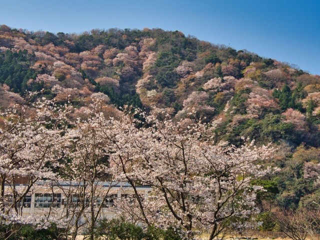 神子の山桜