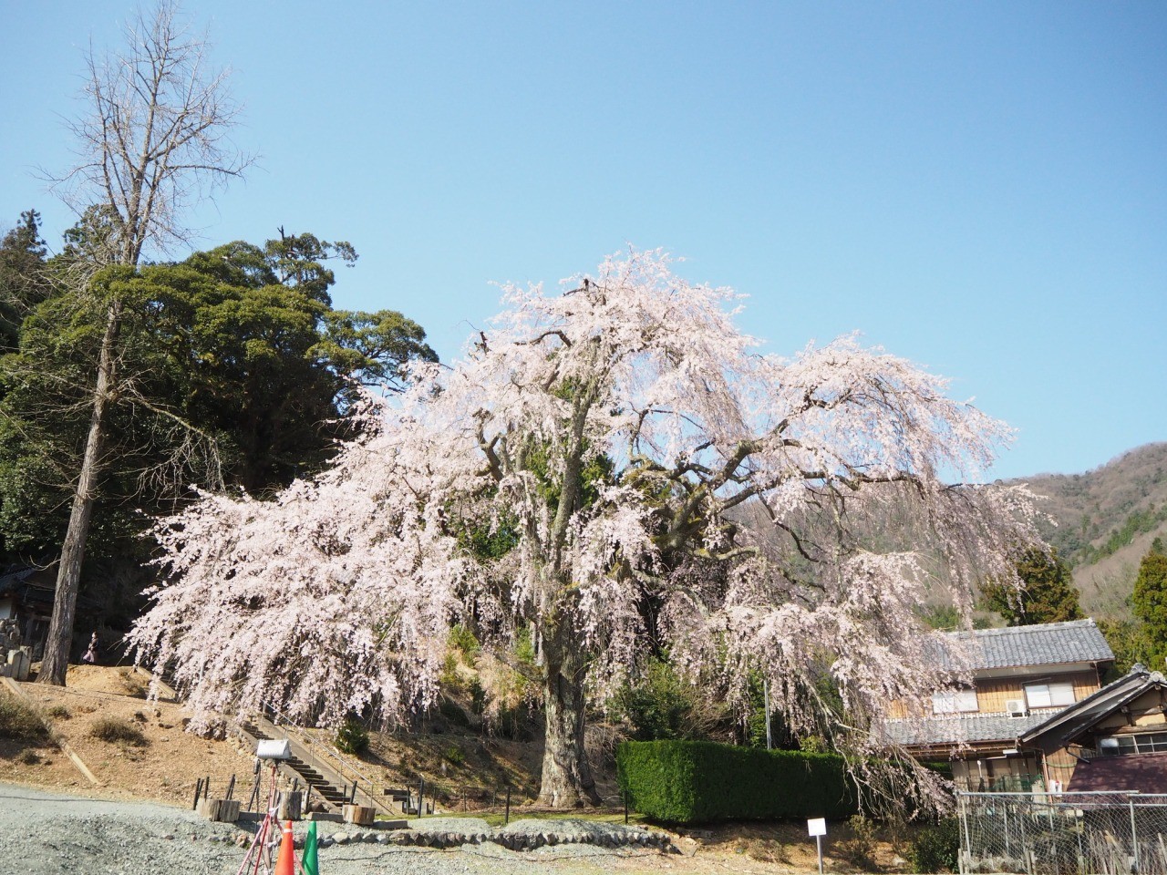 妙祐寺のしだれ桜 観光スポット 公式 福井県 観光 旅行サイト ふくいドットコム