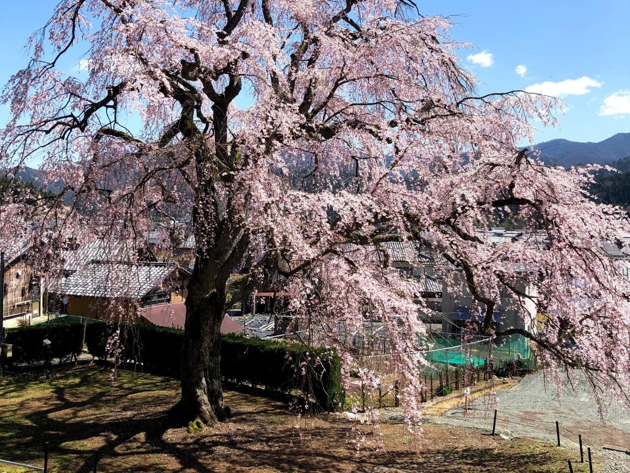 妙祐寺｜おすすめの観光スポット｜【公式】福井県 観光/旅行サイト ｜ ふくいドットコム