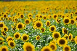 Miyagawa Sunflower Field