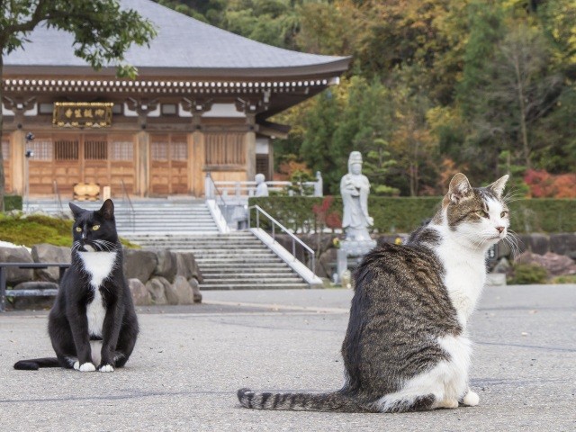 御誕生寺