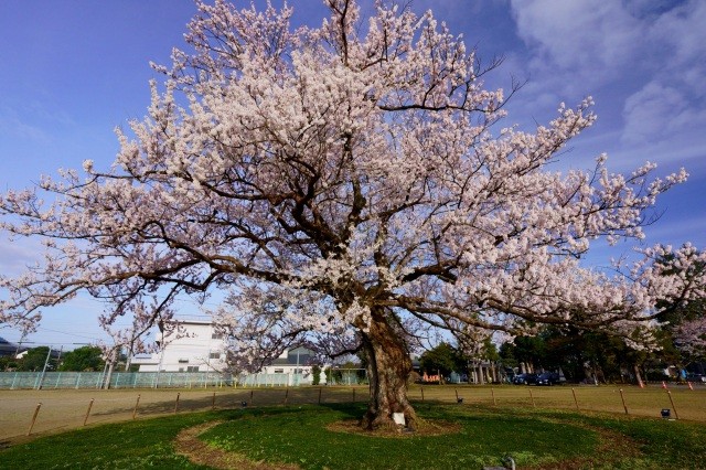 味真野小学校の桜