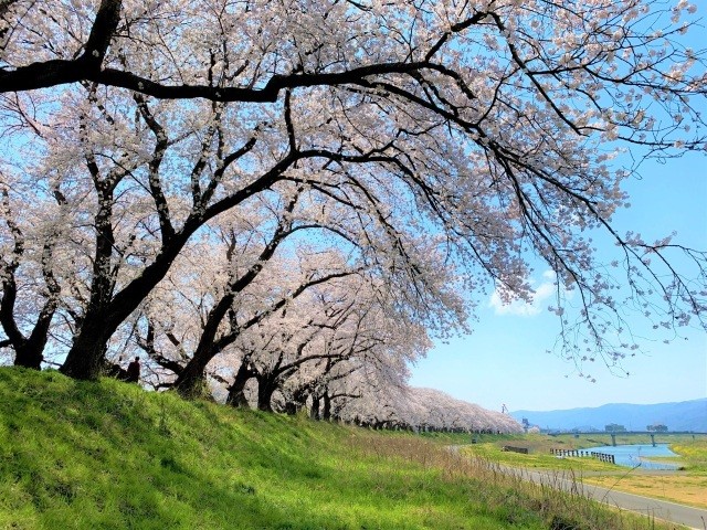 足羽川桜並木